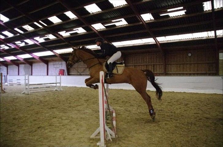 Anden særlig race Chianti Zamangah billede 10