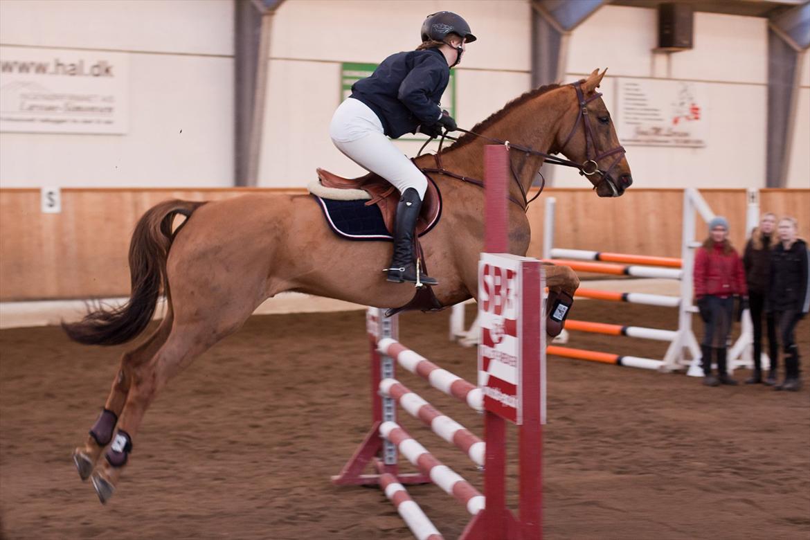 Anden særlig race Chianti Zamangah billede 11