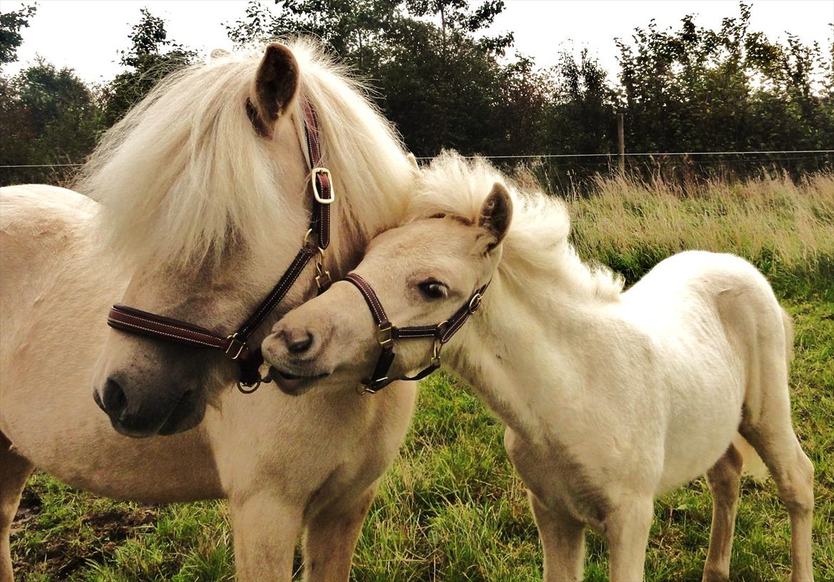 Islænder Ástríkur frá stald Hjarta billede 5