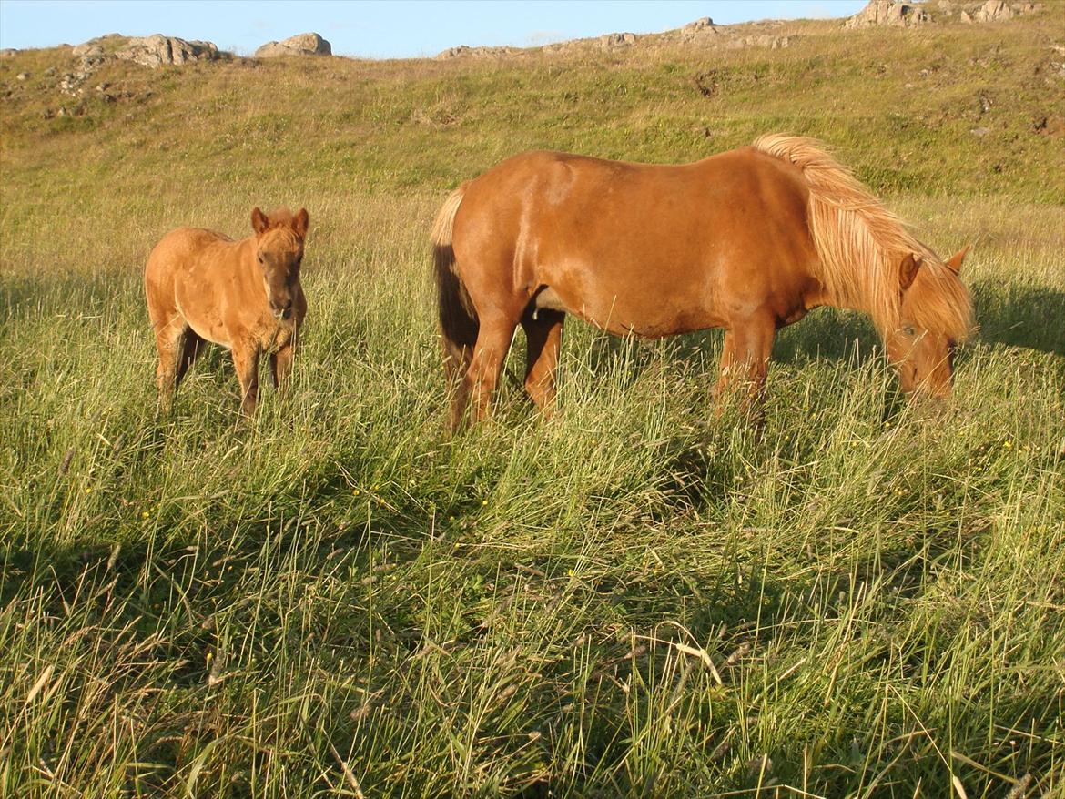 Islænder Gjæfa<3 billede 6