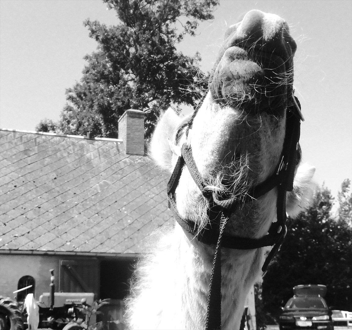 Islænder Ástríkur frá stald Hjarta billede 7