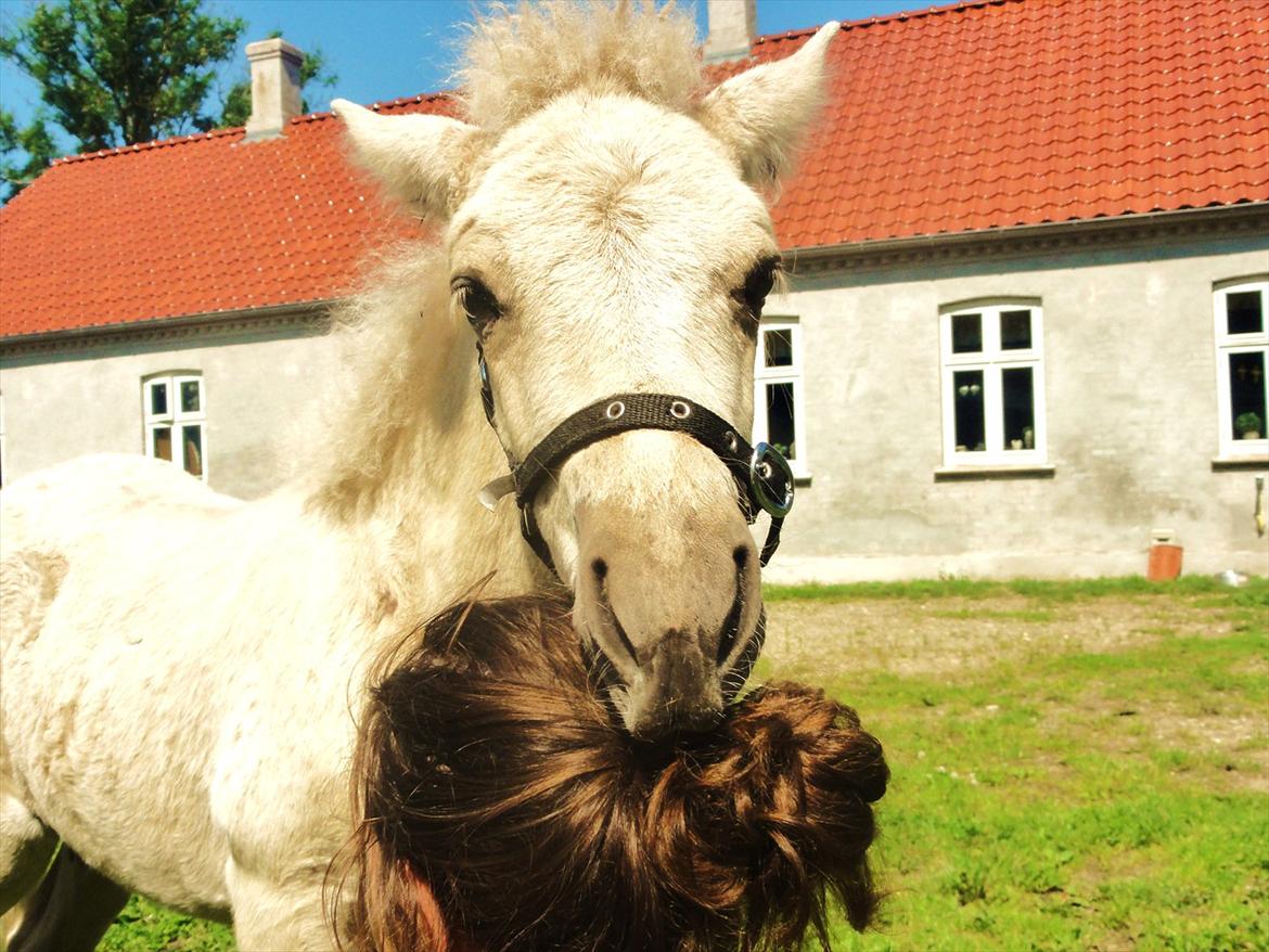 Islænder Ástríkur frá stald Hjarta billede 8