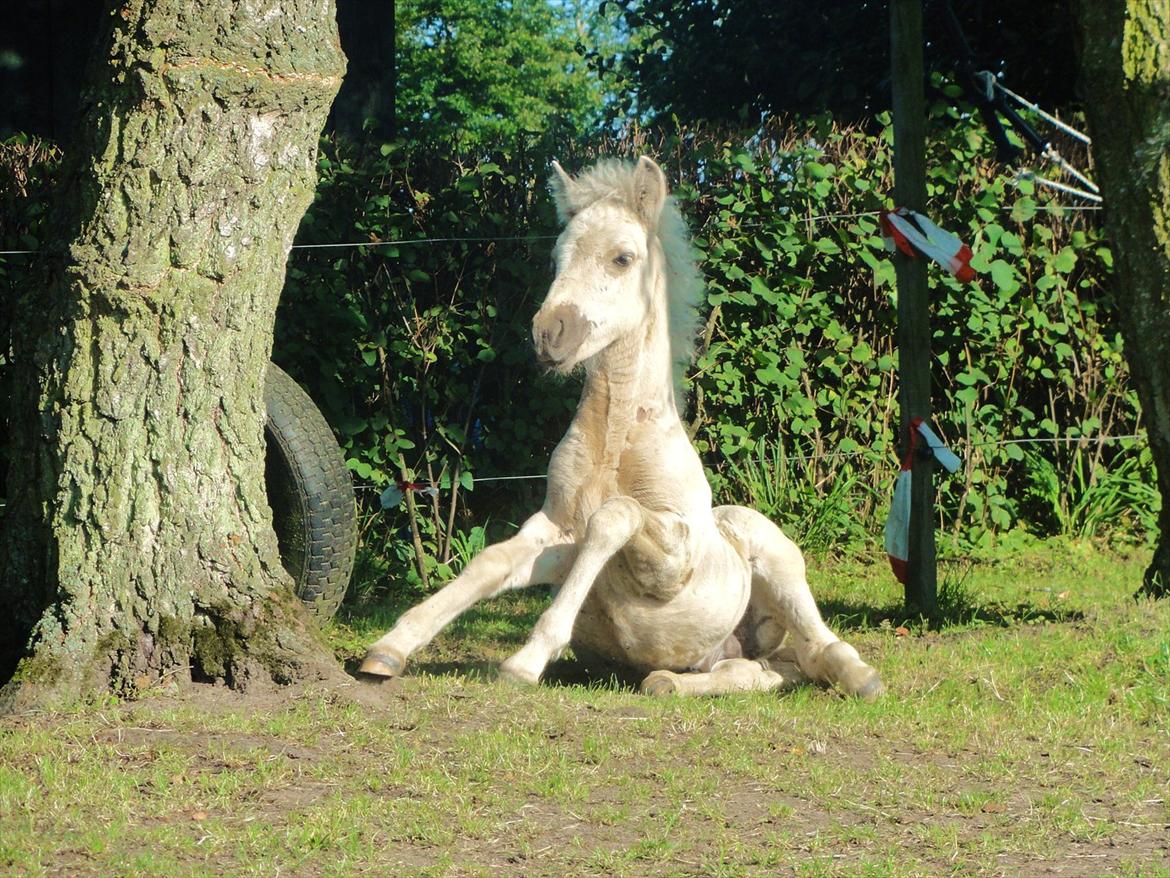 Islænder Ástríkur frá stald Hjarta billede 9