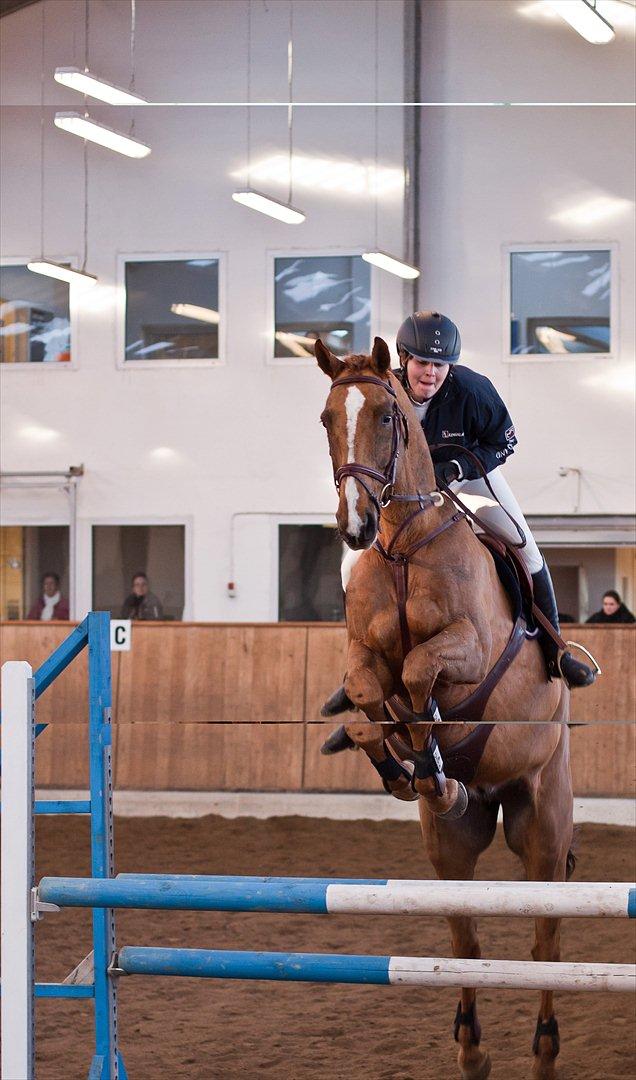 Anden særlig race Chianti Zamangah billede 12