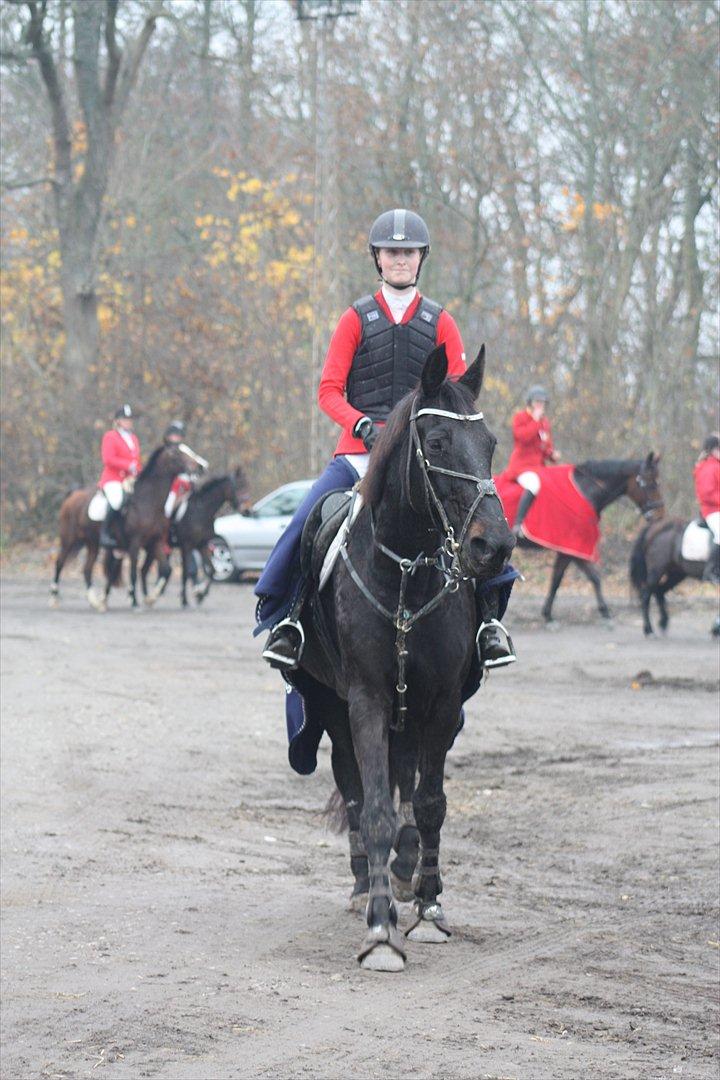 Dansk Varmblod Losanna - Efter Hubertusjagten 2011 :D - 4 plads <3 billede 9