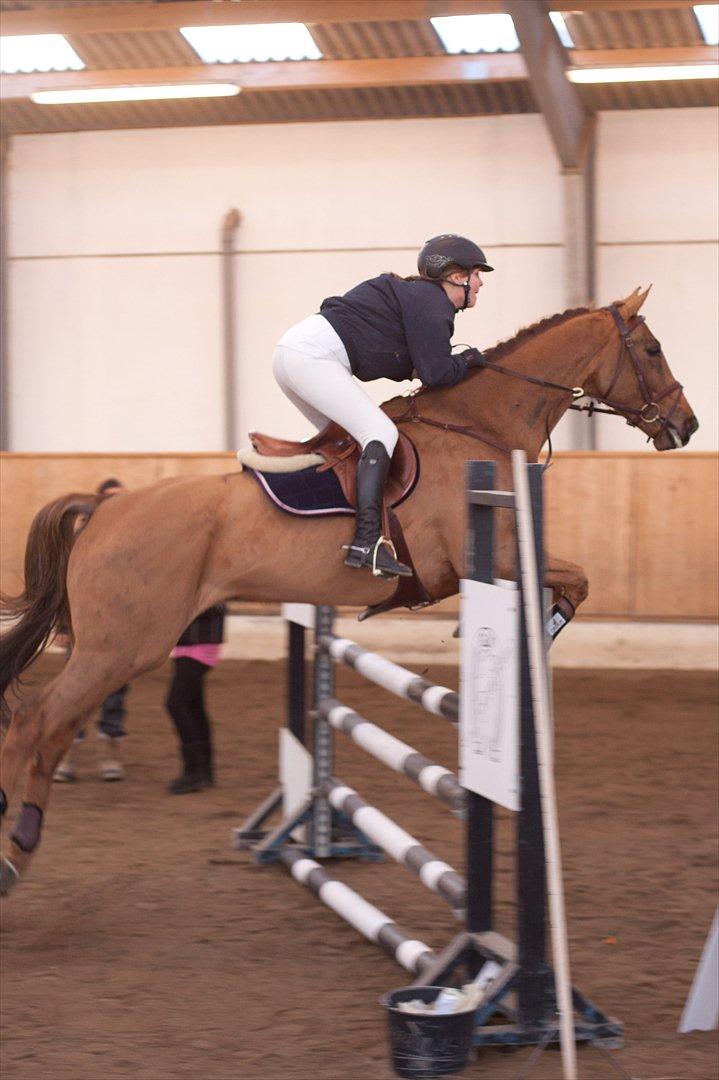 Anden særlig race Chianti Zamangah billede 13