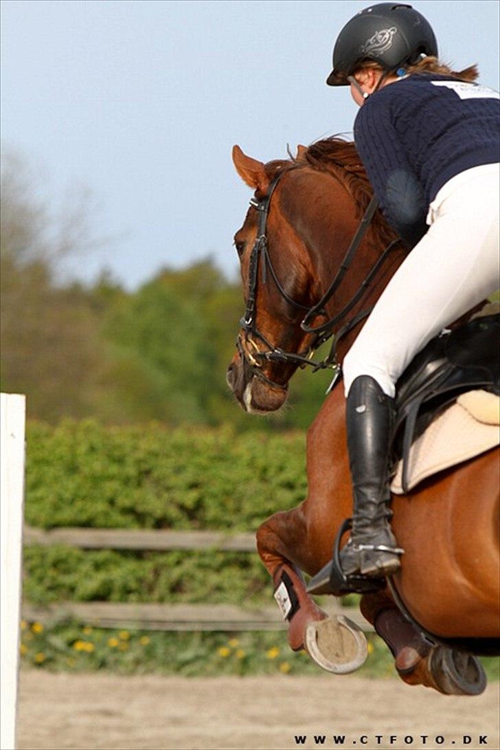 Anden særlig race Chianti Zamangah billede 14