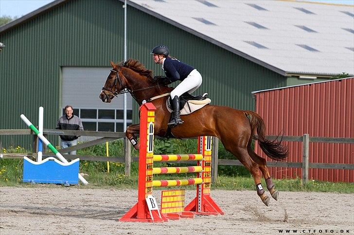 Anden særlig race Chianti Zamangah billede 15