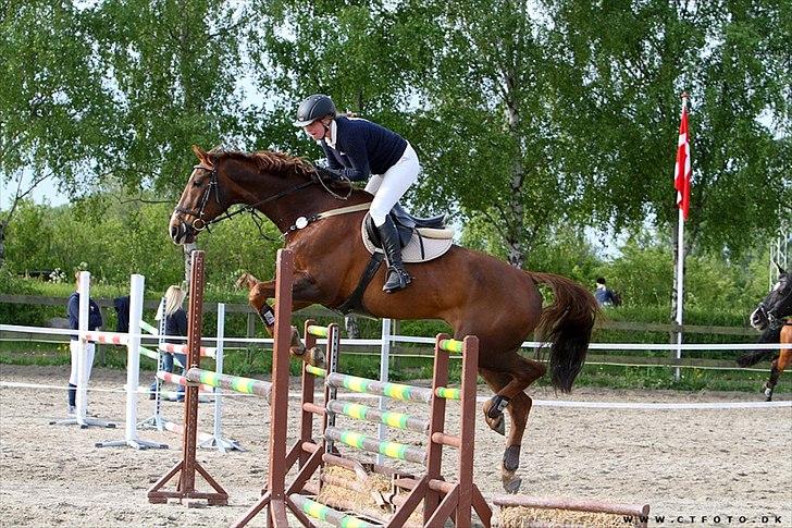 Anden særlig race Chianti Zamangah billede 16