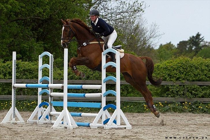 Anden særlig race Chianti Zamangah billede 18