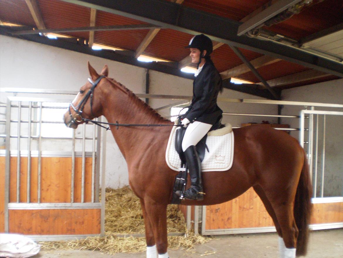 Dansk Varmblod Wenezia (Tulle) R.I.P billede 11