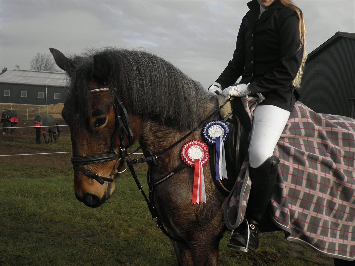 Anden særlig race Manou  *Klubmester spring 2012* - efter LE og LD med hendes fine rosetter:-) billede 7