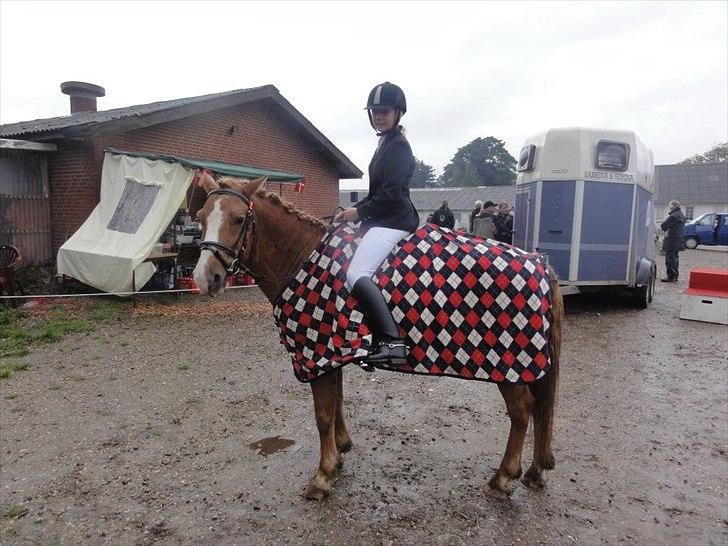 Anden særlig race Cavaliére Cadeau - (Calle) - Stævne på jork d. 17-09-2011 billede 14