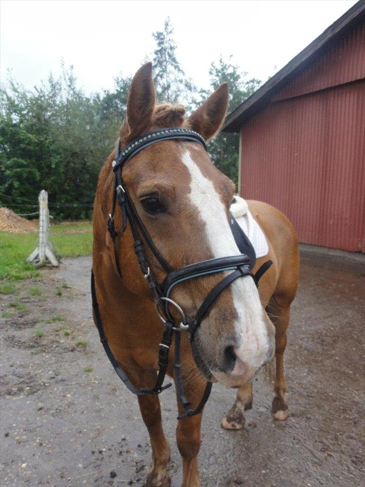Anden særlig race Cavaliére Cadeau - (Calle) - Julestævne på JORK d. 20-11-2011 billede 15