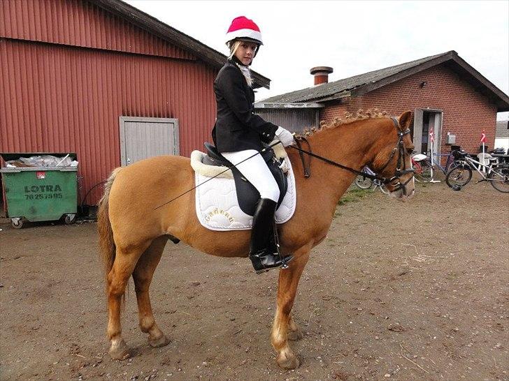 Anden særlig race Cavaliére Cadeau - (Calle) - Julestævne på JORK d. 20-11-2011 billede 16