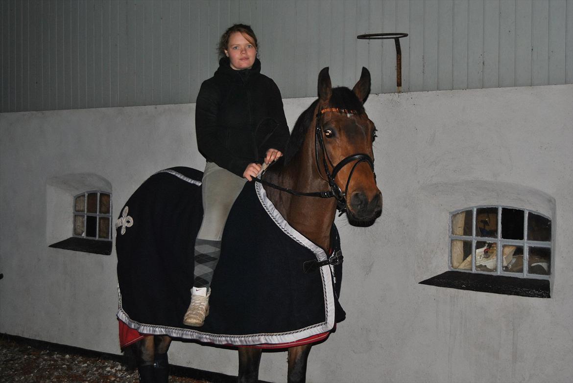 Tysk Sportspony Mister Moon  - fordi jeg elsker den hest <3 billede 9