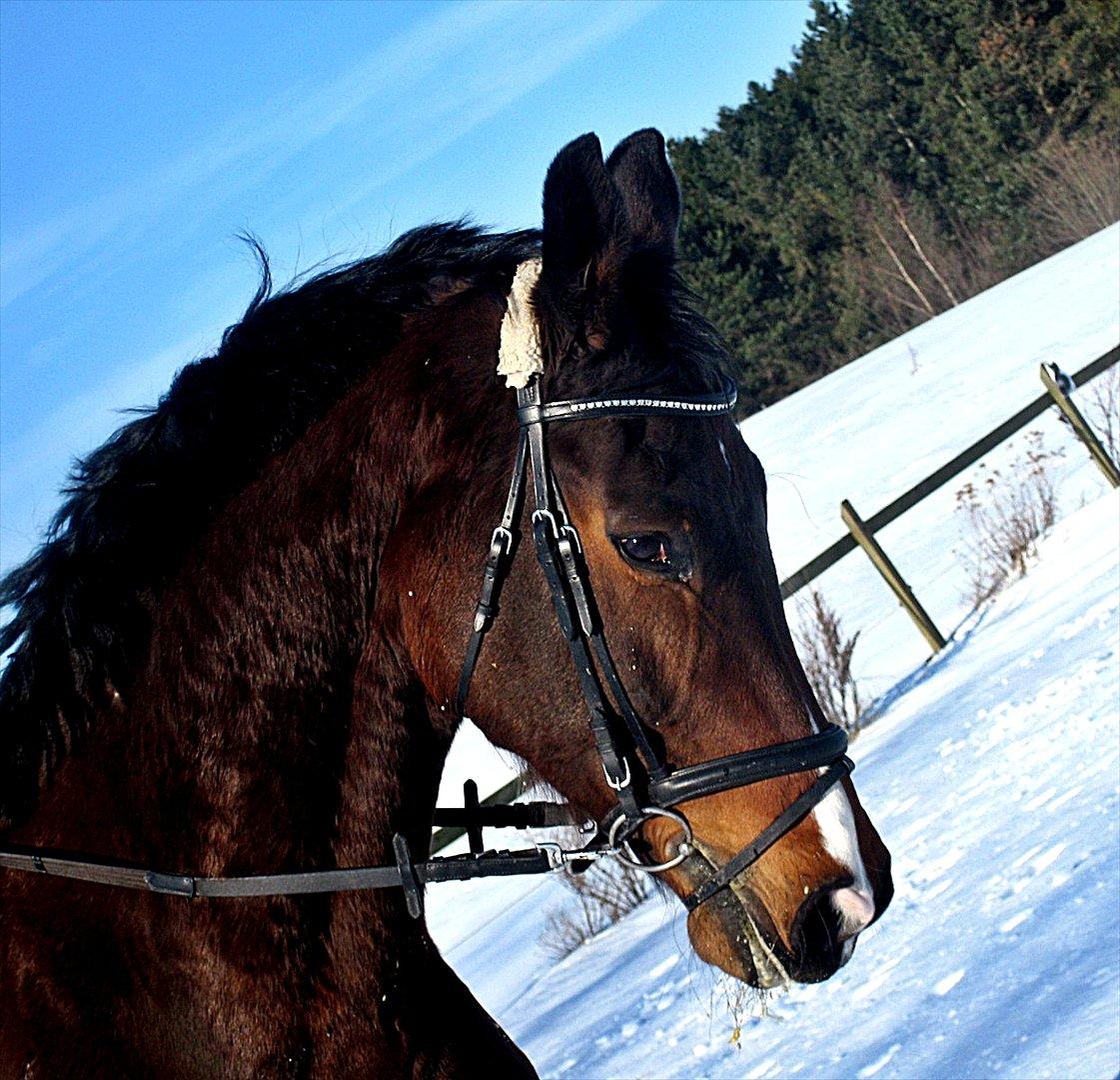 Anden særlig race Ramiro 297 billede 2