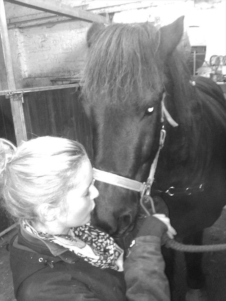 Islænder Litla *Mit et og alt* billede 6