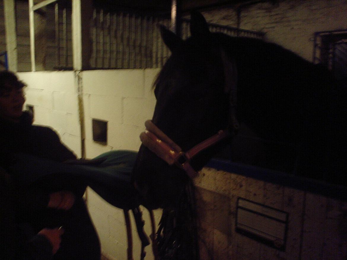 Dansk Varmblod Chanel - The neller mus <3 - NAM! en hel sadel kun til mig :) billede 9