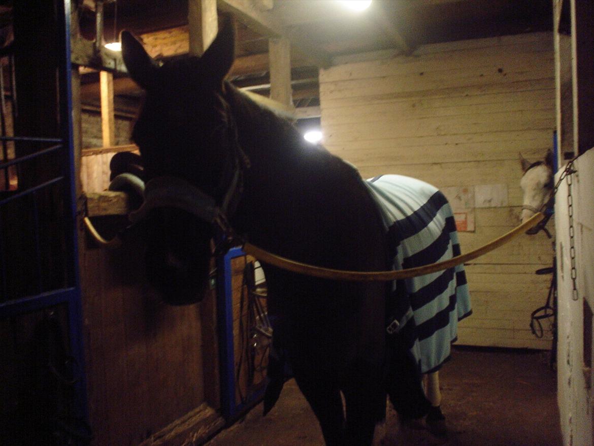 Dansk Varmblod Chanel - The neller mus <3 billede 10