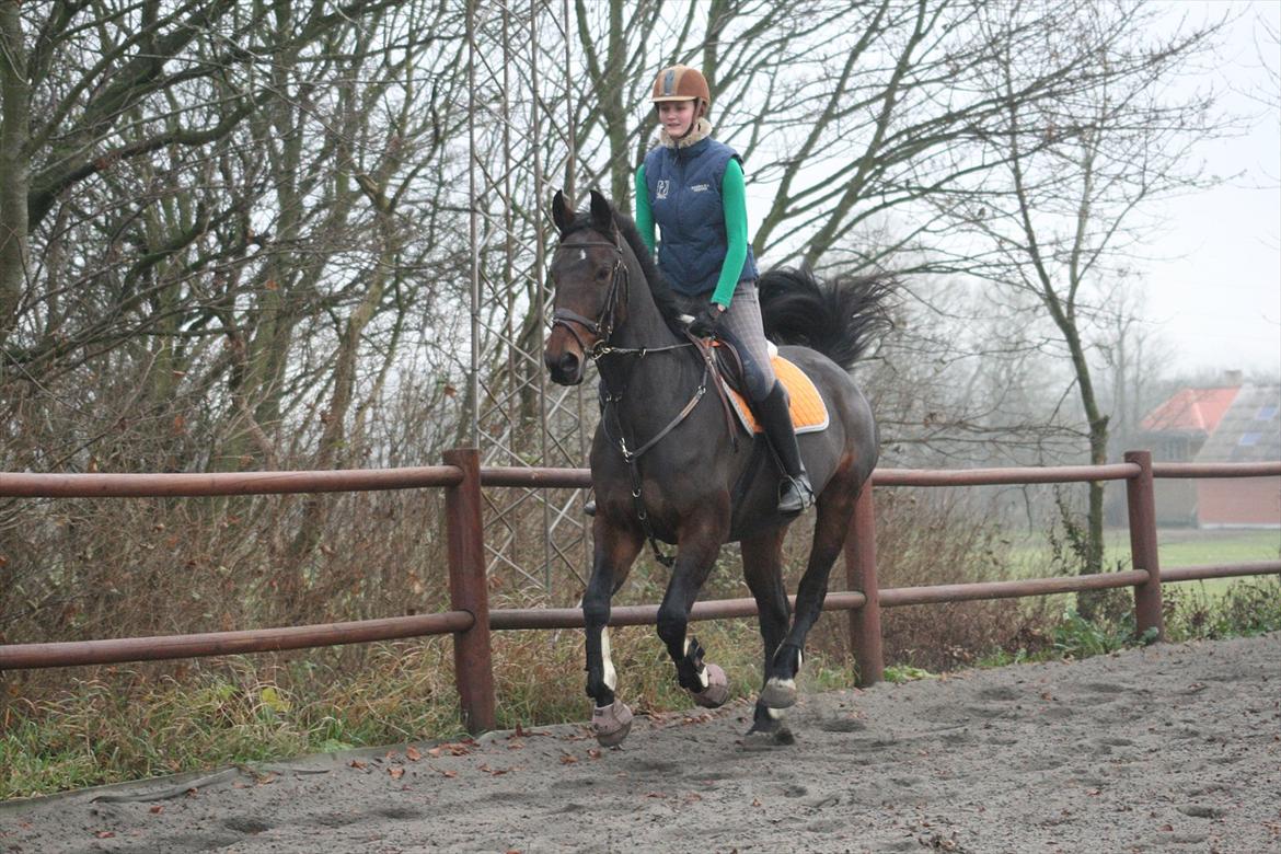 Dansk Varmblod Chanelli *RIP* - 20. november 2011 Yiiiihaaaa frisk galop! :-D  | Fotograf: Janni Arnoldsen (http://janni-arnoldsen.dk) billede 17