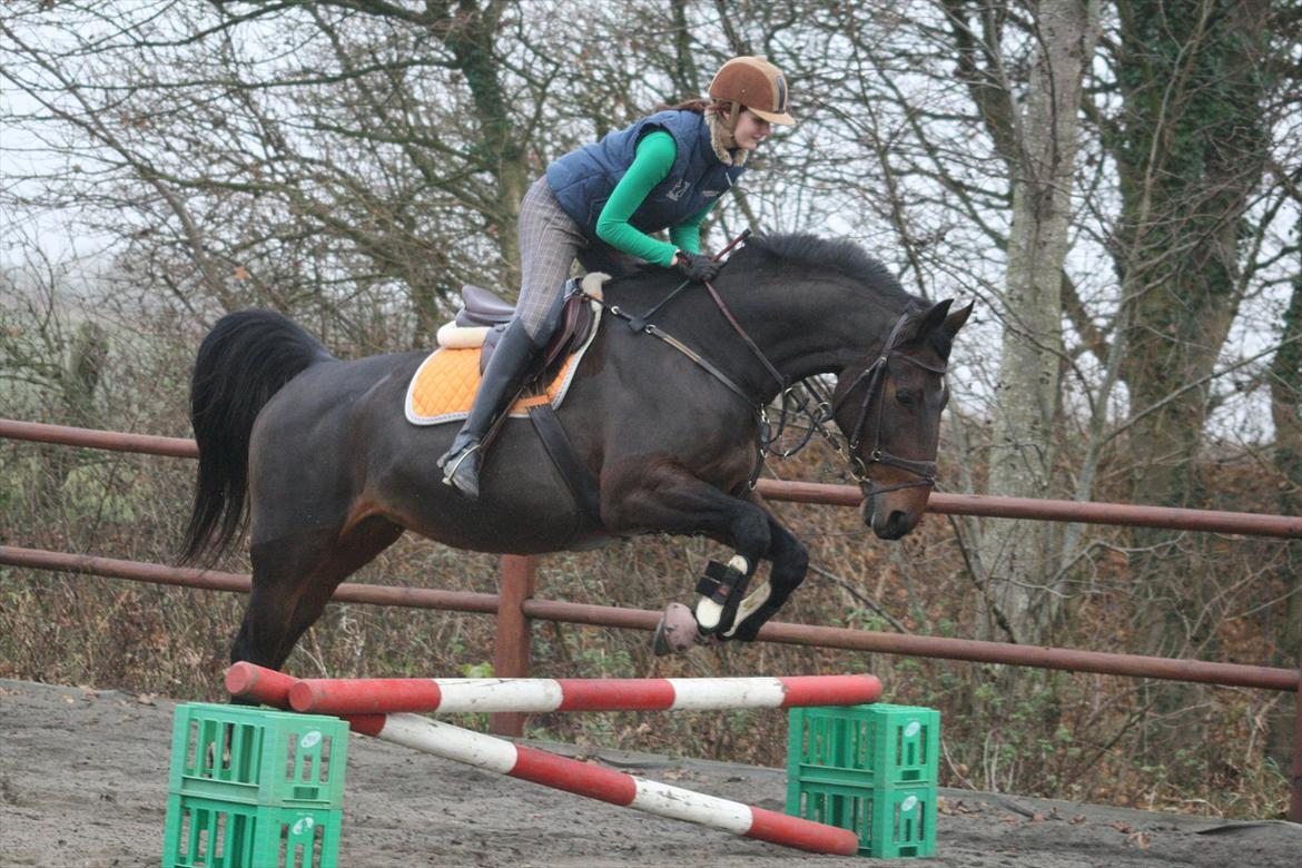 Dansk Varmblod Chanelli *RIP* - 20. november 2011 Hop hop, opvarmning :-D  | Fotograf: Janni Arnoldsen (http://janni-arnoldsen.dk) billede 18