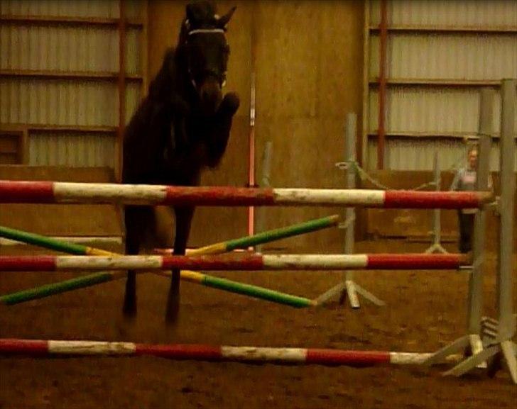 Anden særlig race Emma - Billed 16. Løs springning fra VBR. 105 cm billede 16