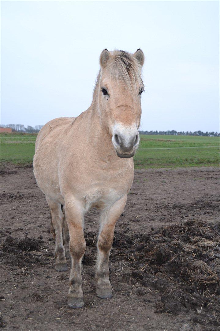 Fjordhest Jannerupgård's Mikkel <3  - Velkommen til Mikkel's profil . :D billede 1