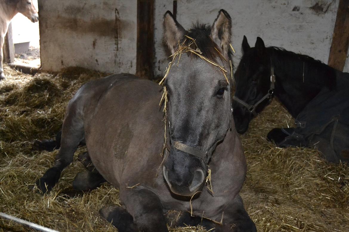 Anden særlig race Jannerupgård's Felix <3 billede 18
