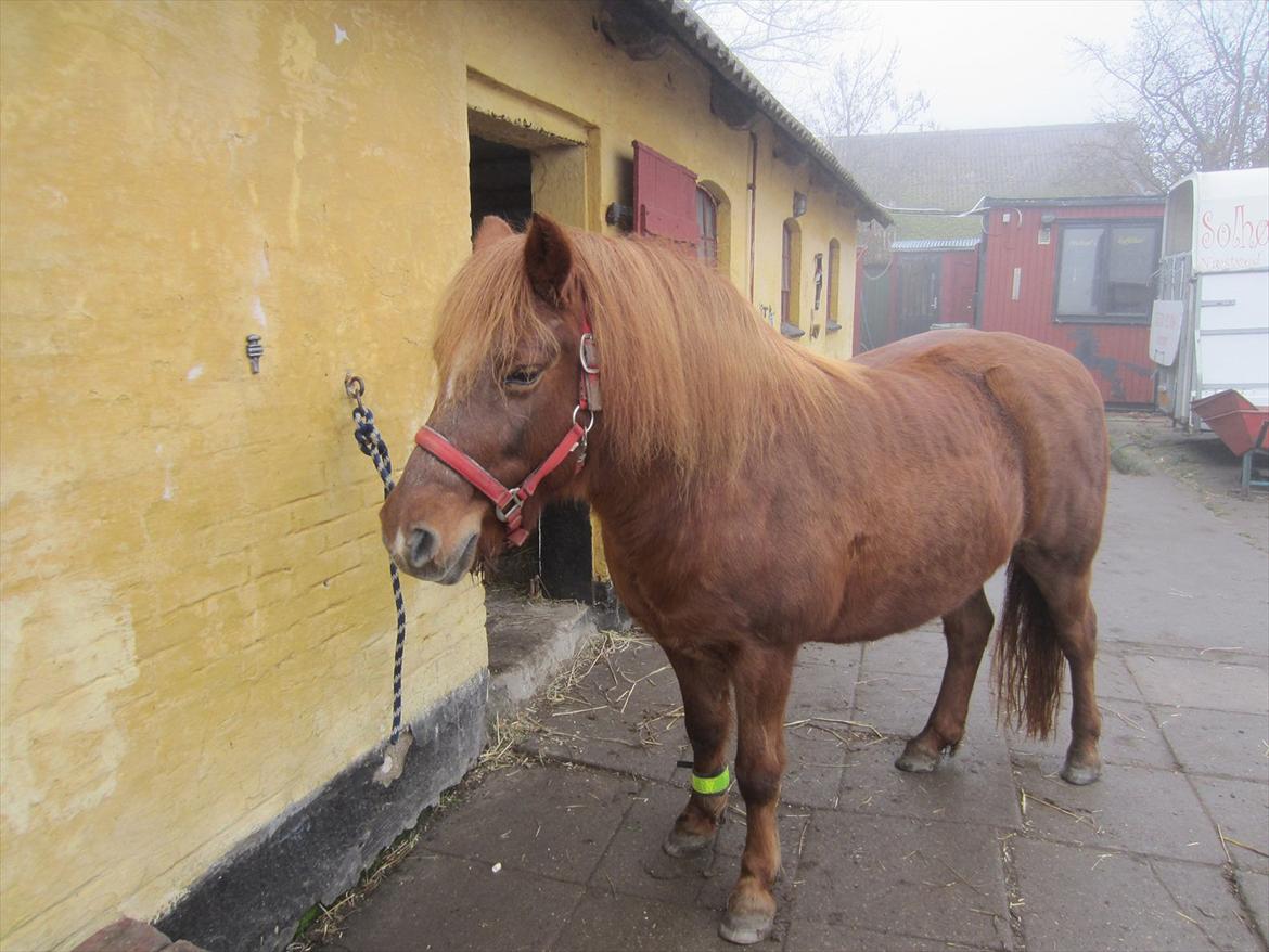 Anden særlig race Røskva - Her står hun efter strigling og venter på at komme ud på tur billede 1