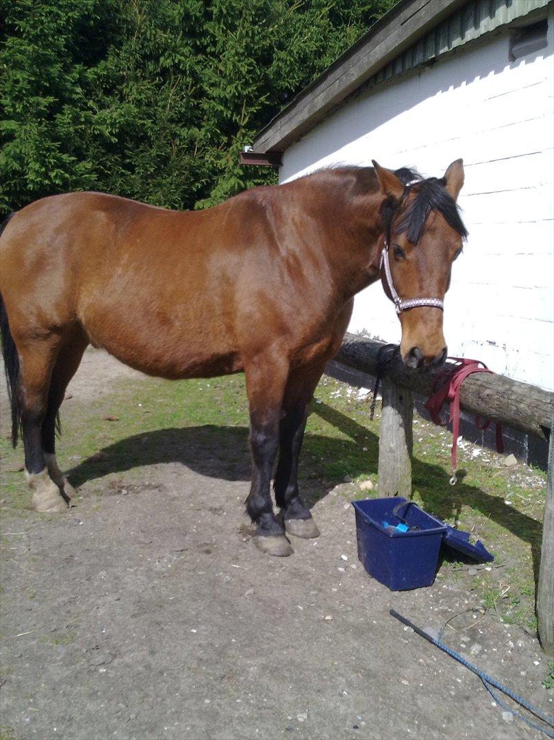 Anden særlig race Kønigs Rèmy billede 14