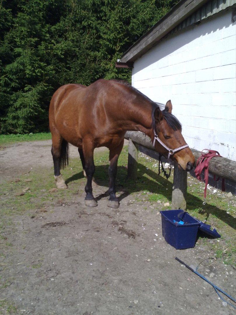 Anden særlig race Kønigs Rèmy billede 15