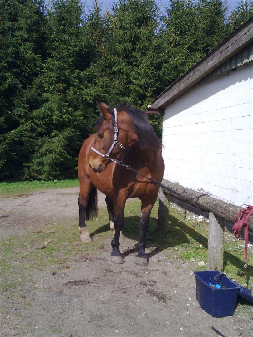 Anden særlig race Kønigs Rèmy billede 16