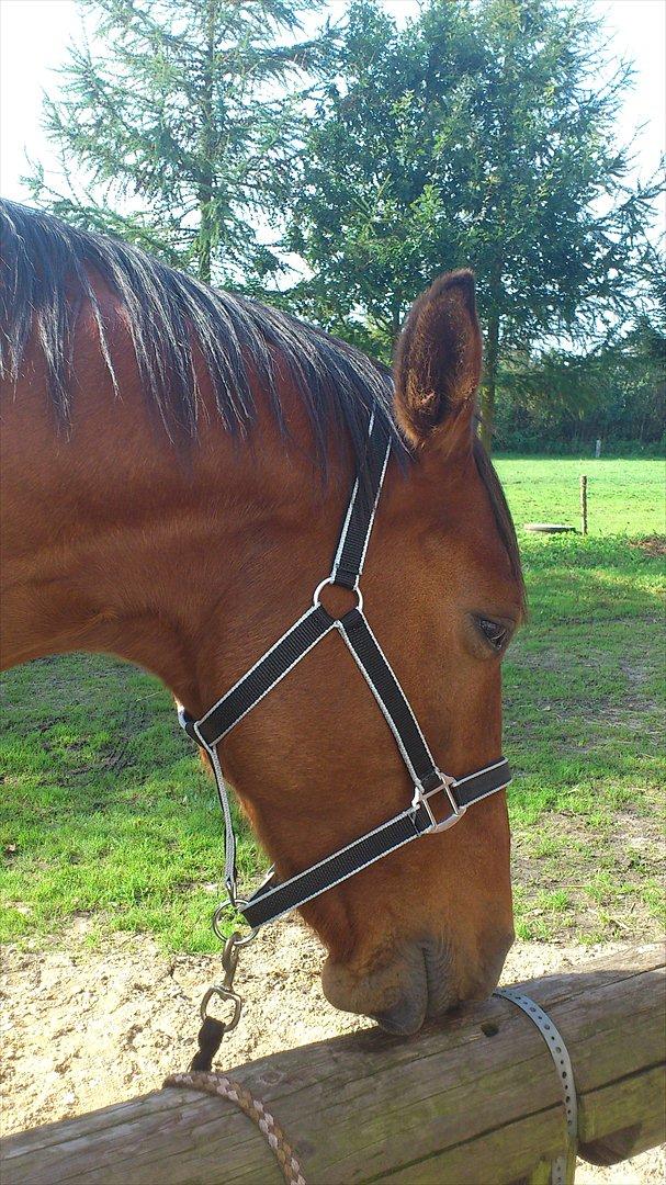 Anden særlig race Kønigs Rèmy billede 17