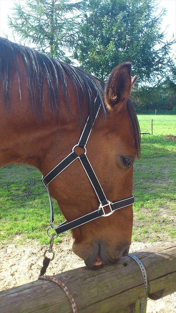 Anden særlig race Kønigs Rèmy billede 18