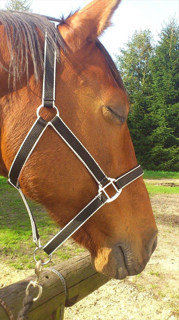 Anden særlig race Kønigs Rèmy - sovetryne men elsker når mor nusser om mig. billede 19