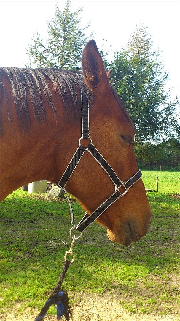 Anden særlig race Kønigs Rèmy billede 20