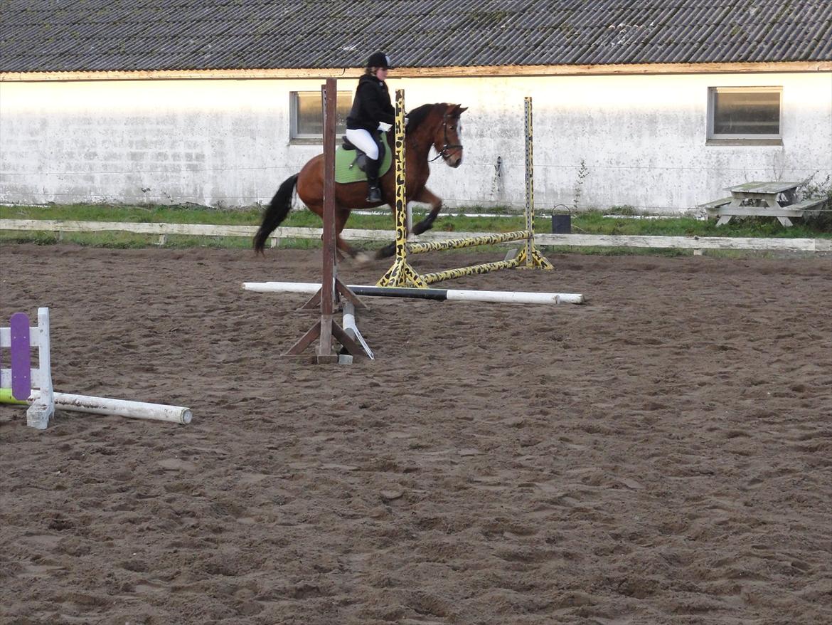 Anden særlig race Amigo(Møffe) - Hop min pony! *-:
Første springstævne! billede 5