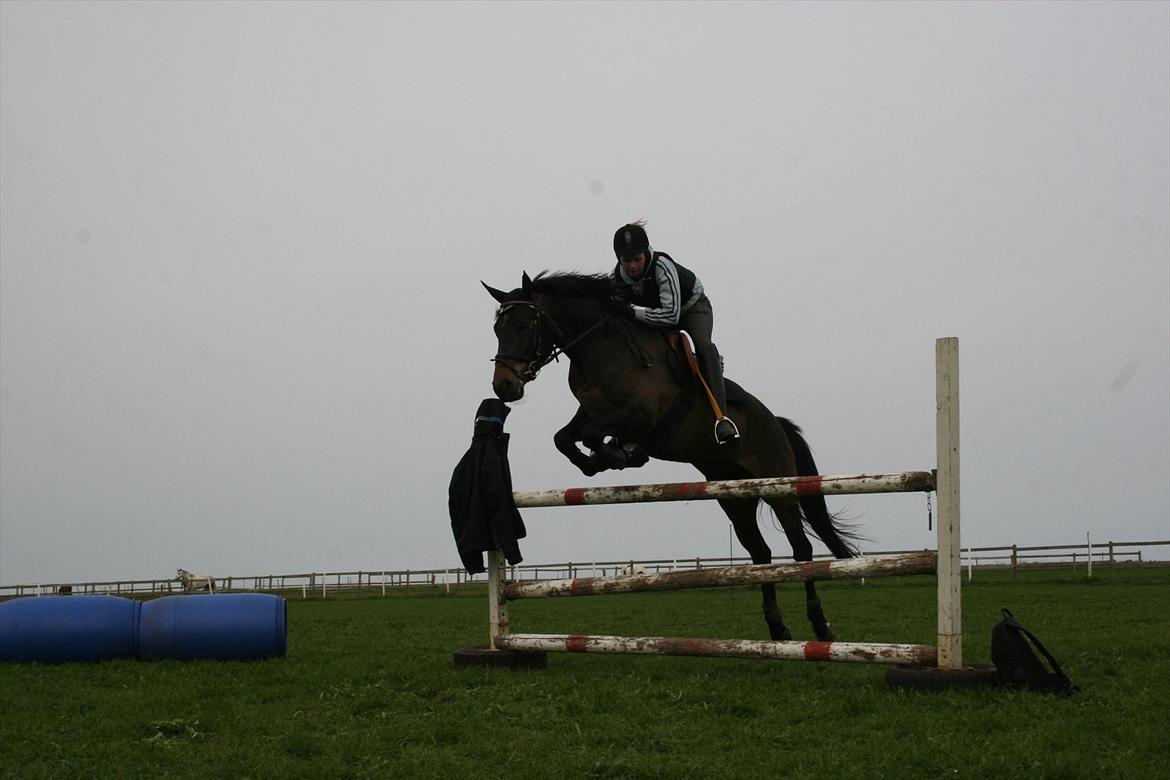 New Forest Holmens Kazai - springer 105cm :) billede 13