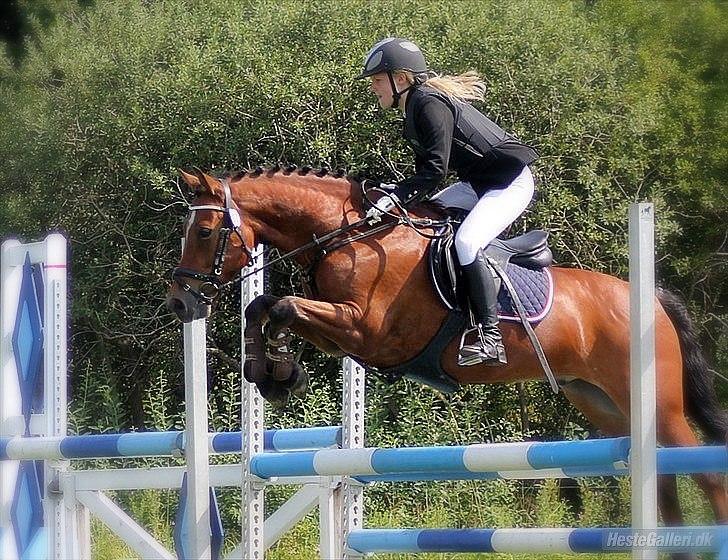 New Forest Firfod Fielfraz billede 2