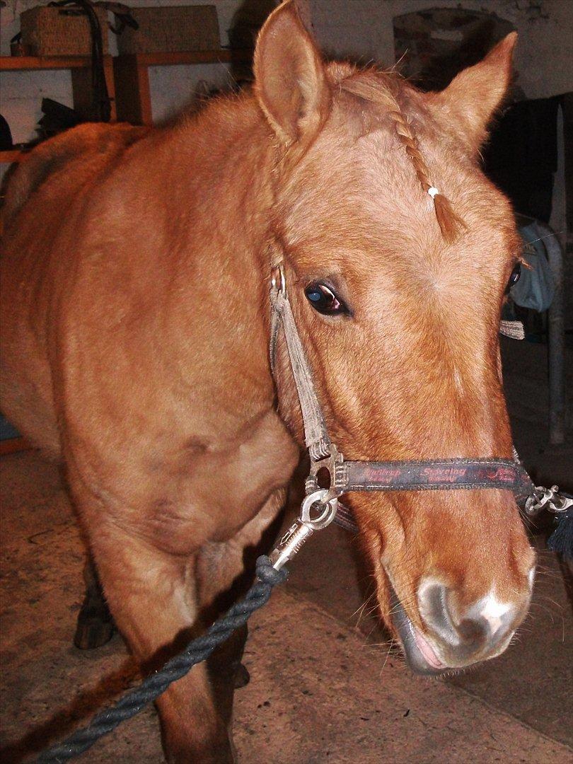 Anden særlig race Prins Brutus - nuuuuuuuuurh søde dyr <3 billede 11