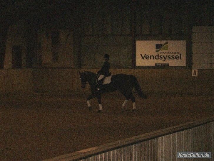 Dansk Varmblod Camille<3 billede 5