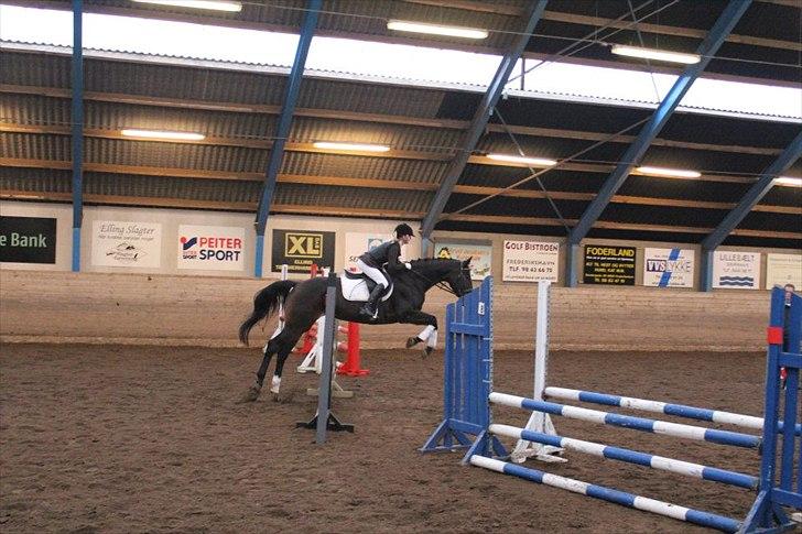 Dansk Varmblod Camille<3 billede 6