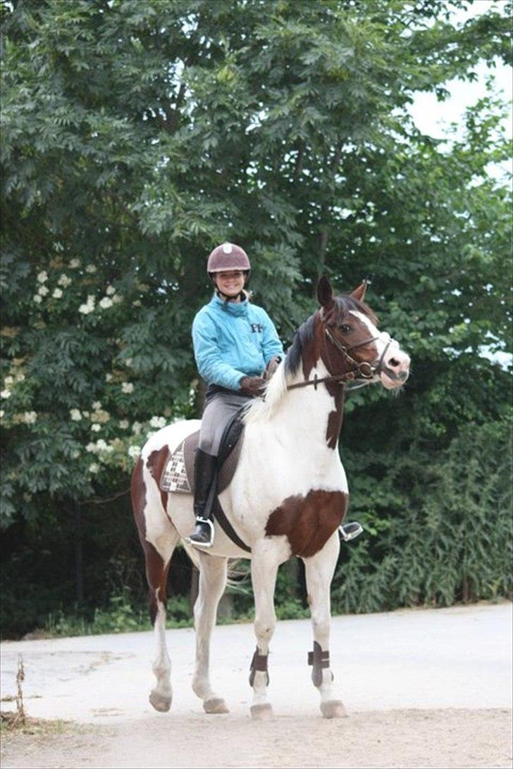 Anden særlig race Liverpool billede 1