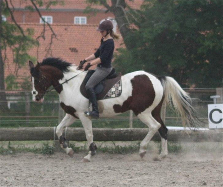 Anden særlig race Liverpool billede 2