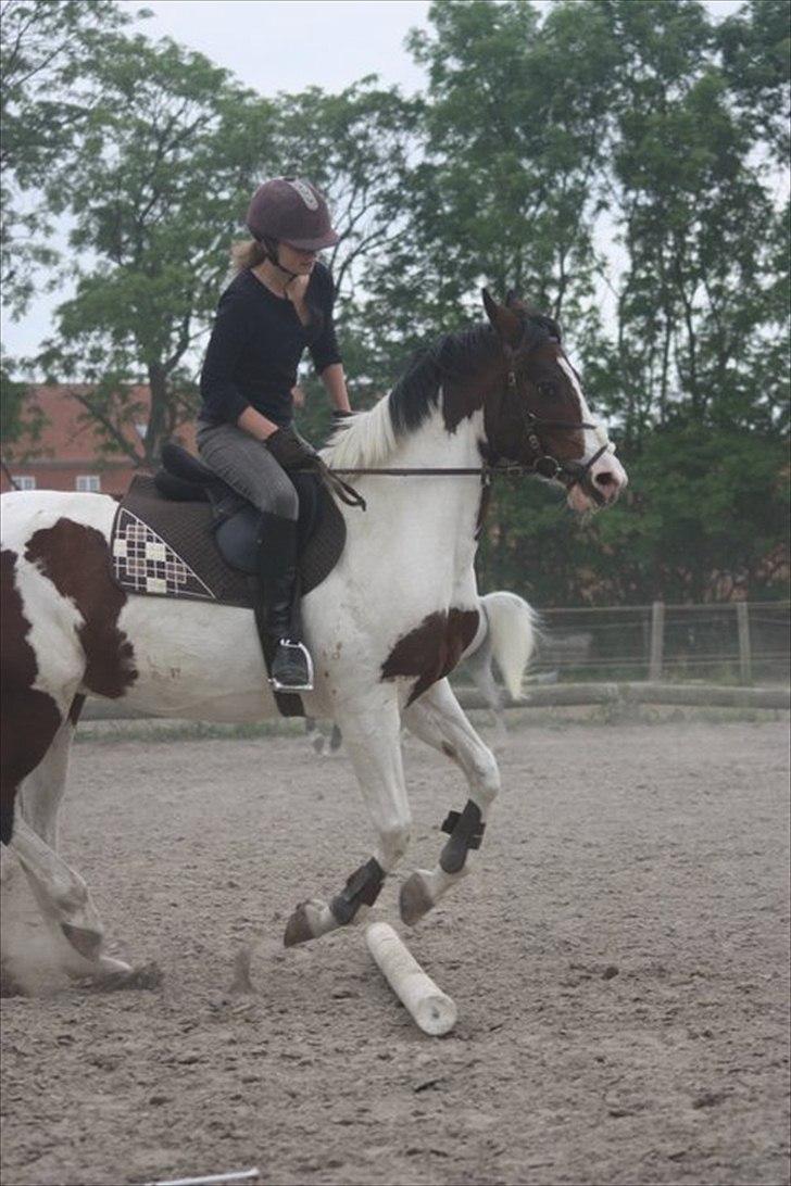 Anden særlig race Liverpool billede 3