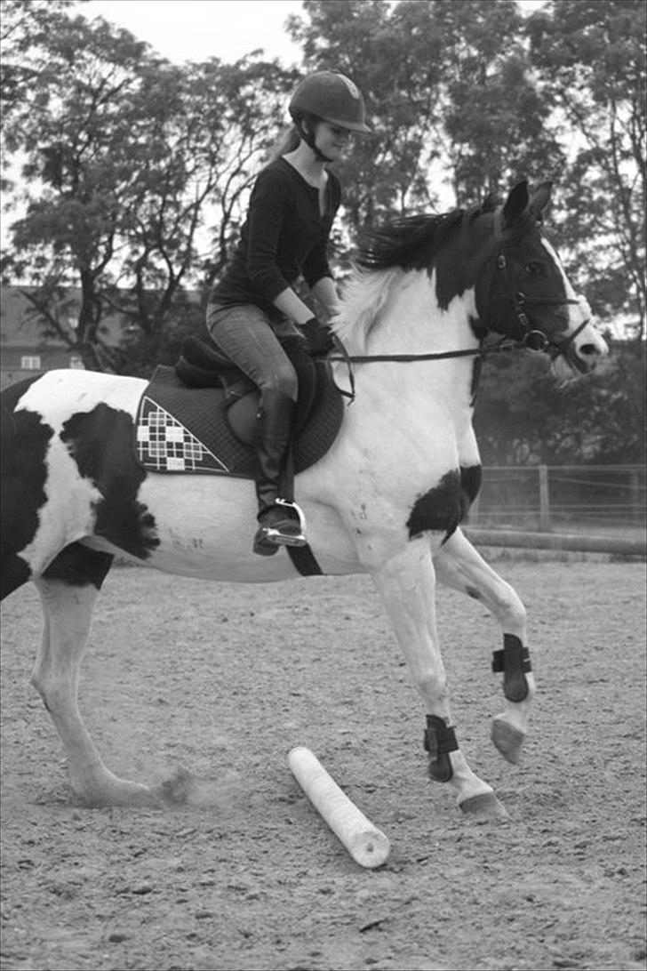 Anden særlig race Liverpool billede 5