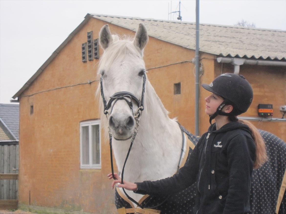 Connemara Flash Point Hedelund ~Polle~ RIP - Nr. 1
velkommen til flash points profil!
smukke pony!<3 billede 1