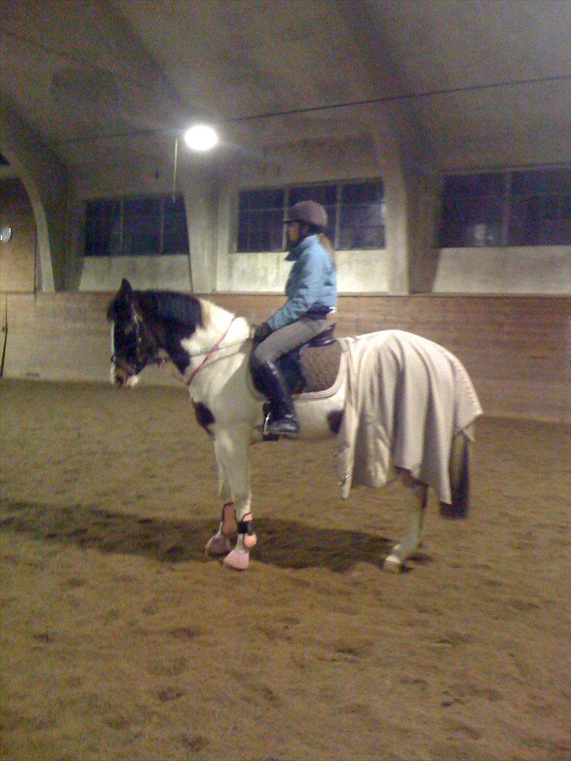 Anden særlig race Liverpool billede 7