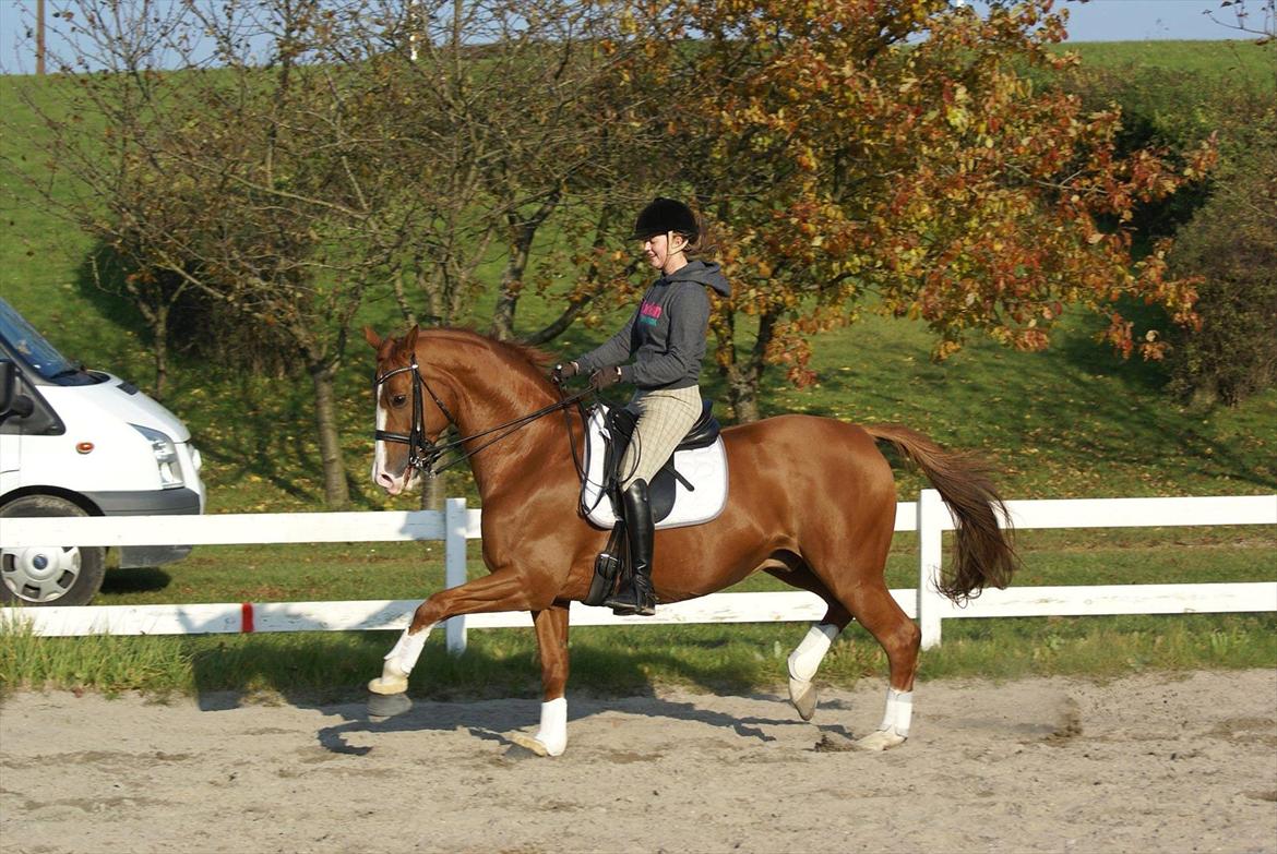 Trakehner Dicaprio (Femi) billede 1